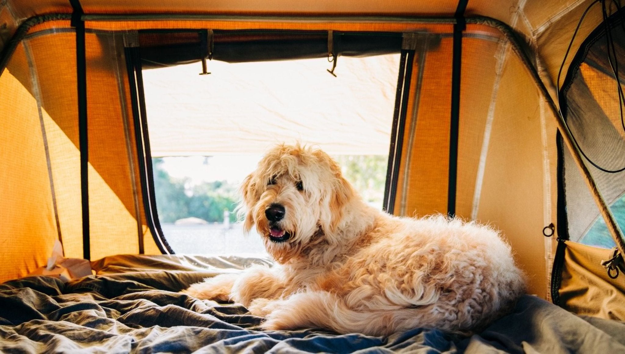 Best Camping with Dogs: Pet-friendly Campgrounds