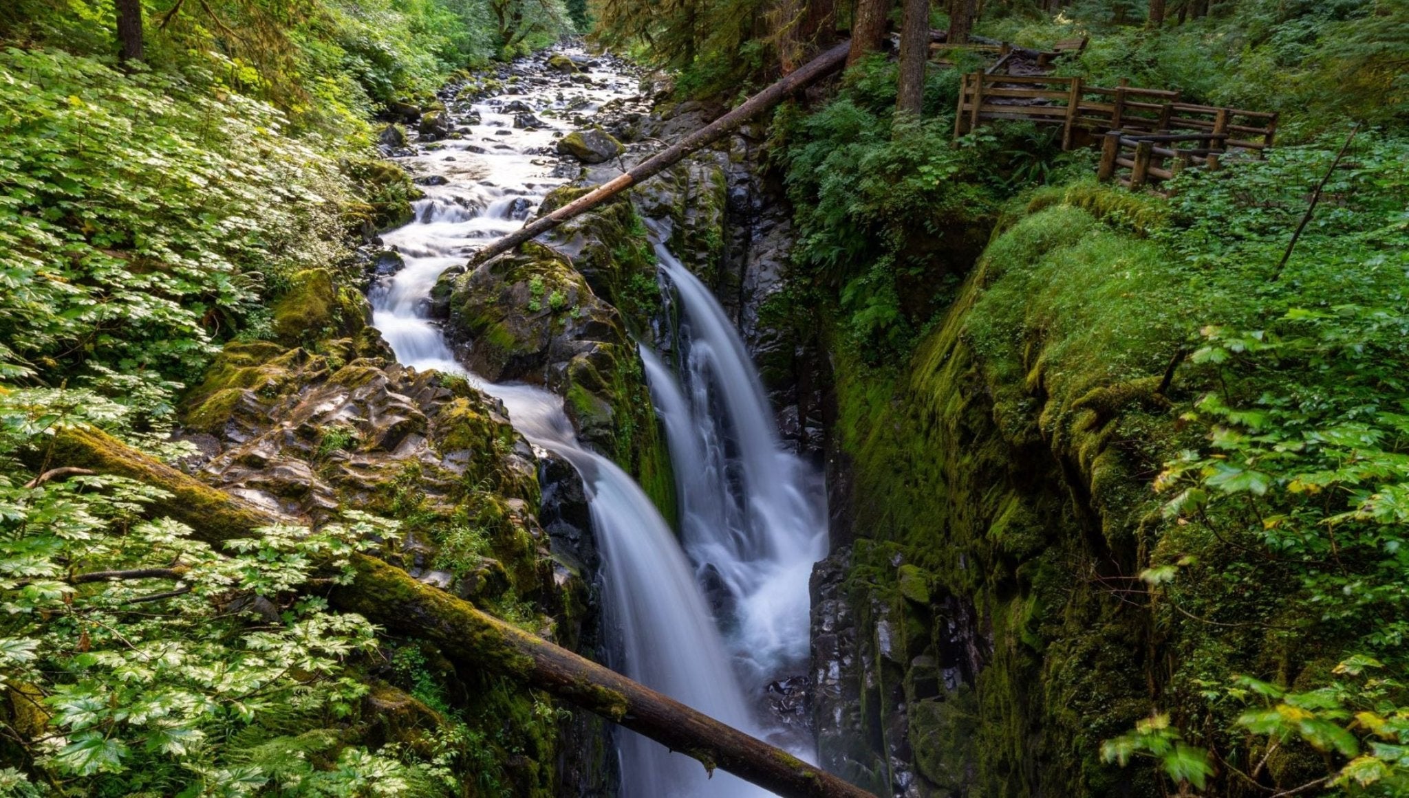 Best Olympic National Forest Campgrounds for Camping