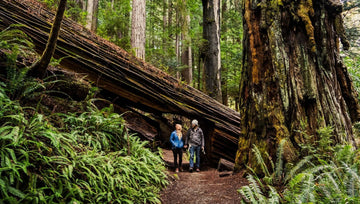 Best Redwoods Camping and Campgrounds Near to Coasts