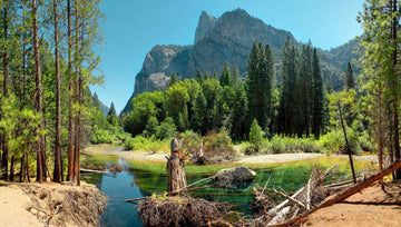 Best Sequoia Campgrounds